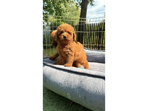 Toy poodle bebeklerimiz