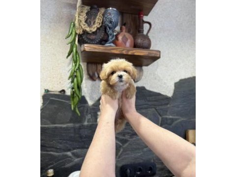 Korean teacup maltipoo bebekler