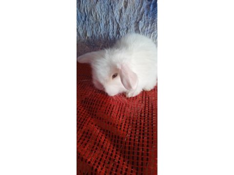 Teddy lop tavşanı yavrular mavi göz