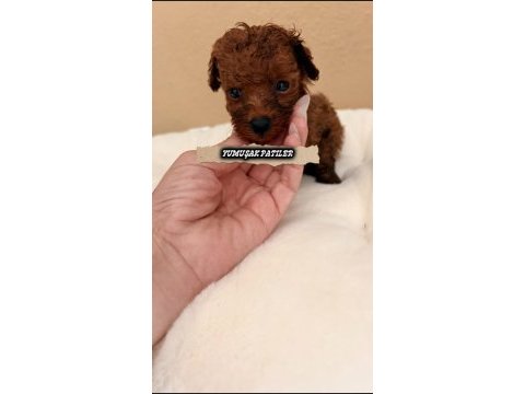 Red toy poodle