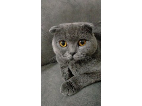 Acil sahiplendirme scottish fold