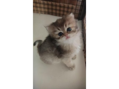 Safkan british longhair bebekler