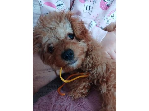 2 aylık yavru maltipoo dişi