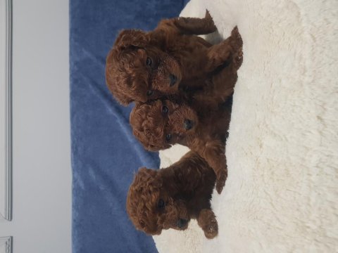 Kore toy poodle