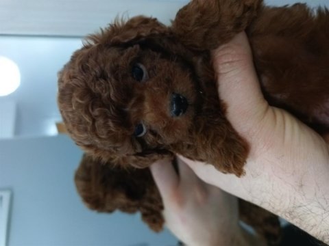 Kore tea cup poodle yavruları