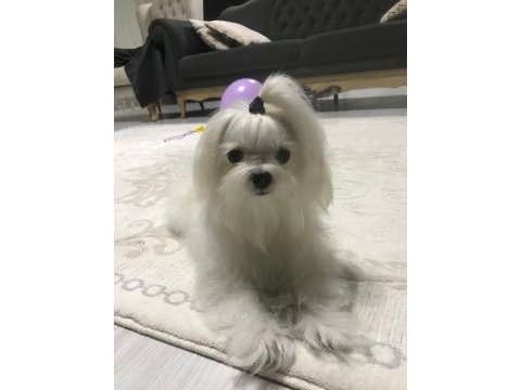 Kore anne babadan maltese bebekler