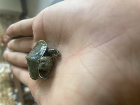 Evinizin tembel üyesi kırmızı yanaklı kaplumbağa