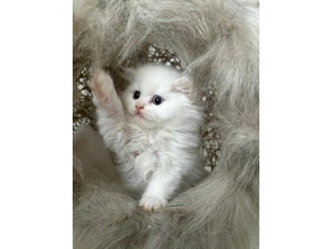 British longhair kedisi