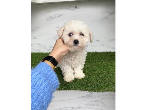 A kaliteli maltese terrier yavruları