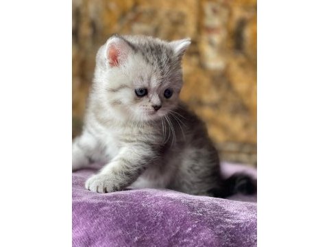Full orjinal silver british shorthair bebek