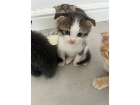 Scottish fold kırması