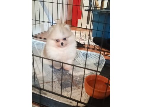 Pomeranian boo köpeğimiz