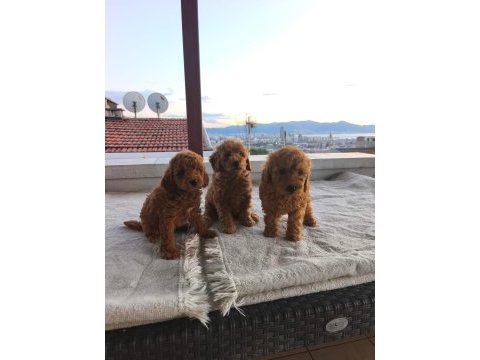 Toy poodle yavrular