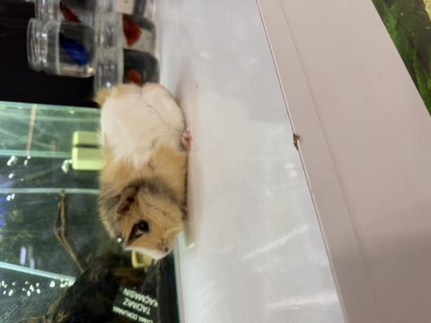 Ginepig yavrusu citypetshop
