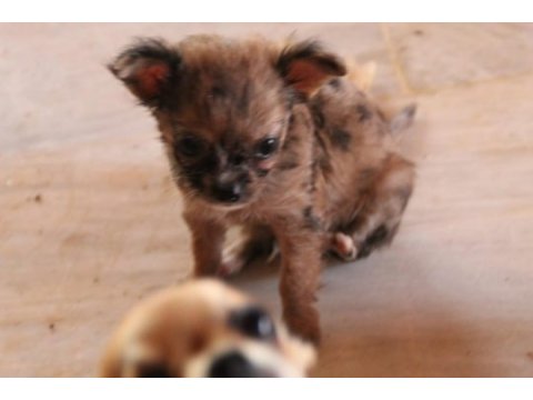 Harika erkek chihuahua bebek