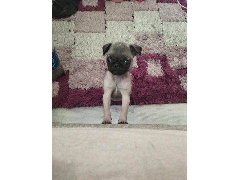 2 aylık dişi pug