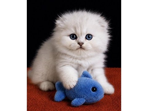 Scottish fold silver longhair