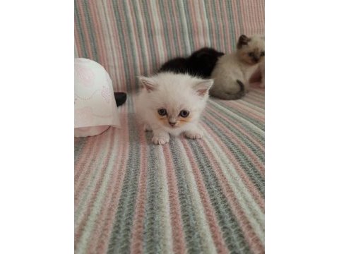 2 aylık blue point british longhair kedilerimiz