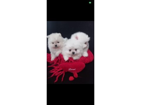 Ayı surat pomeranian bebekler
