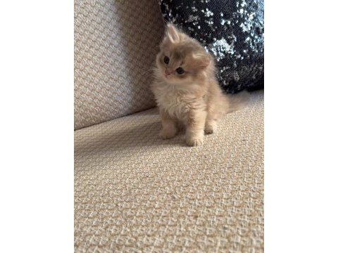 Safkan british longhair yavrular