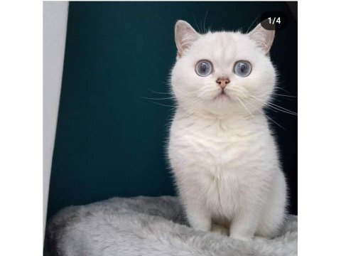 British shorthair kedilerim