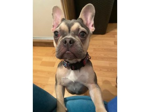 Blue french bulldog