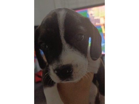 Elizabeth beagle erkek son 1 adet