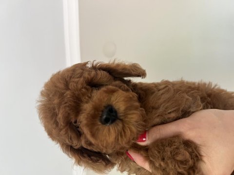 Kore anne babaya ait kıvır poodle bebekler