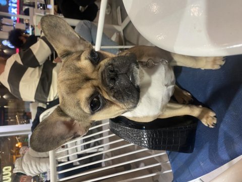 French bulldog köpeği