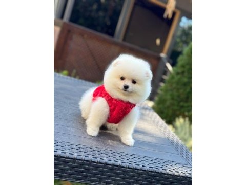 Sağlık ve ırk garantili pomeranian köpeği