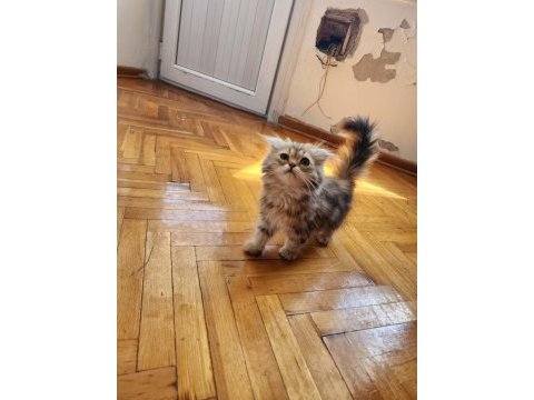 Scottish fold longhair