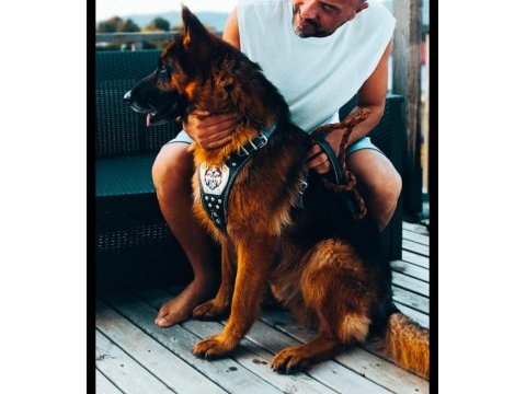 Safkan a kalite alman çoban köpeği yavrusu