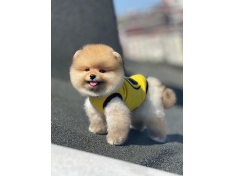 Show kalite ayı surat pomeranian yavrularımız