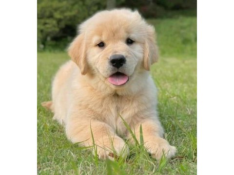 Anatomi harikası golden retriever bebekler