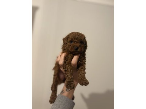 2 buçuk aylık aşılı erkek poodle yavrular