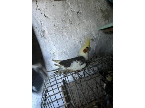 Sahibinden sultan papağanları için ulaşın