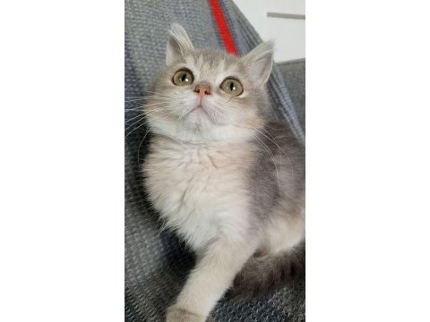 British shorthair dişi yavru