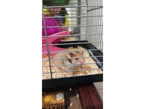 Yavru suriye hamster
