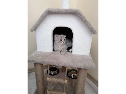 Scottish fold kedisi