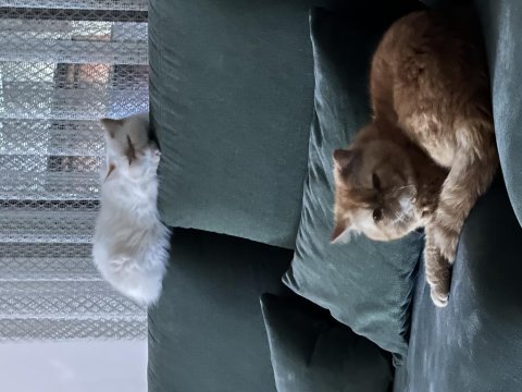 Exotic shorthair kediler