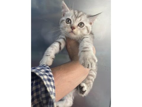 Erkek british shorthair