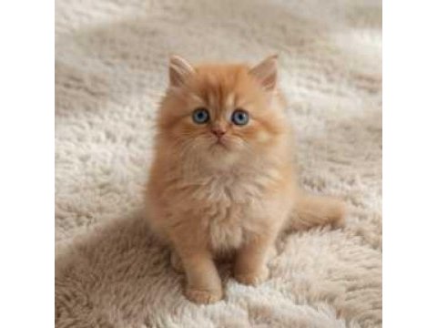 Red ve red bicolor british longhair erkek yavrularımız