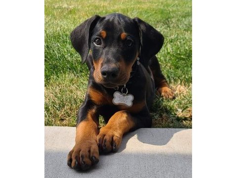 İsteğe özel aşılı aşısız imkanları ile dobermanlar