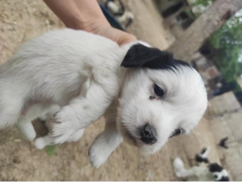 Kokoni cinsi köpekler (small greek)