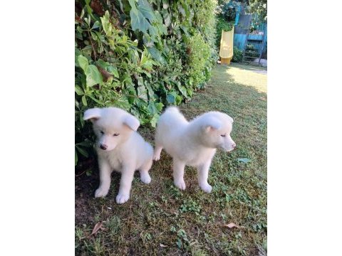 Akkuş üretim çiftliğinden akita yavruları