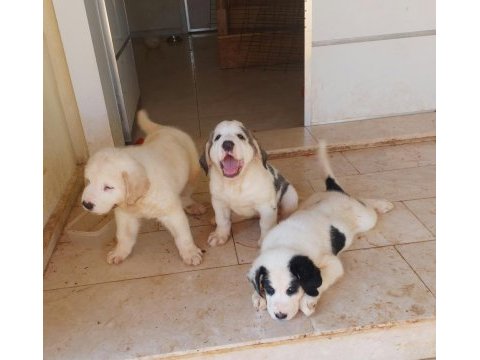 Alabai puppies