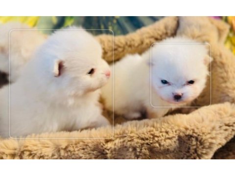 Pomeranian yavrular