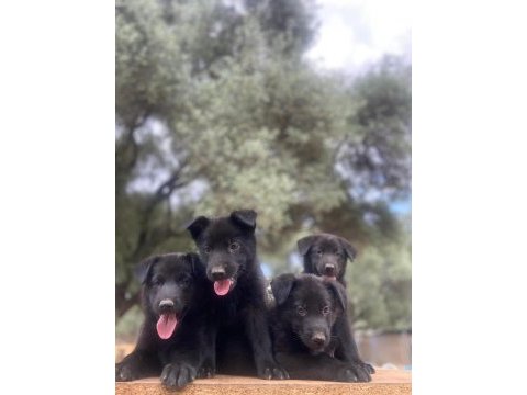 Muhteşem alman çoban köpeği yavrularımız