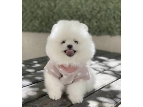 Pomerianan boo köpeği