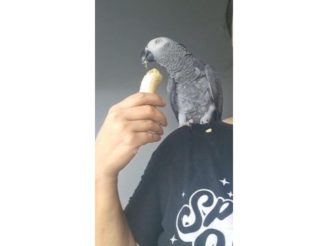Full evcil jako papaganımız